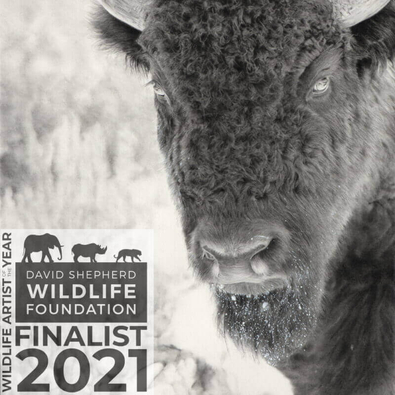 American Bison - Alex Fleming Art