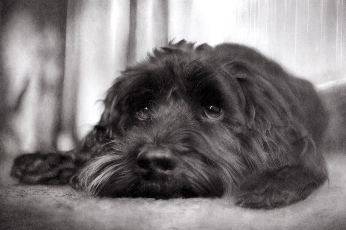 Poppy charcoal dog portrait