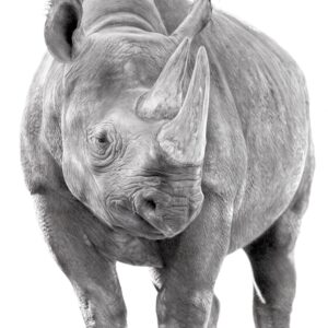 Graphite drawing of a Black Rhinoceros