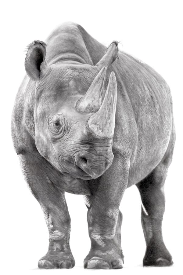 Graphite drawing of a Black Rhinoceros