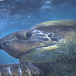 Green sea turtle close-up