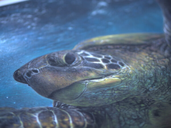 Green sea turtle close-up