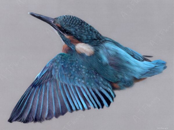 Pastel and colour pencil drawing of a kingfisher