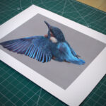 Print of kingfisher drawing