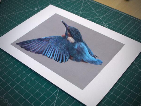 Print of kingfisher drawing