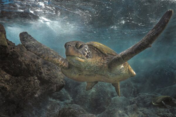 Pastel and colour pencil drawing of a green sea turtle