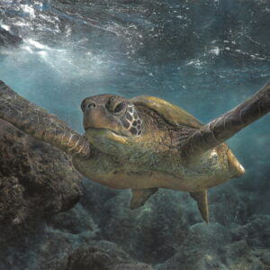 Pastel and colour pencil drawing of a green sea turtle