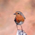 Pastel and colour pencil drawing of a European robin