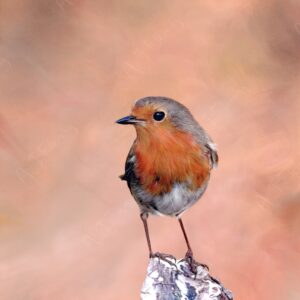 Pastel and colour pencil drawing of a European robin