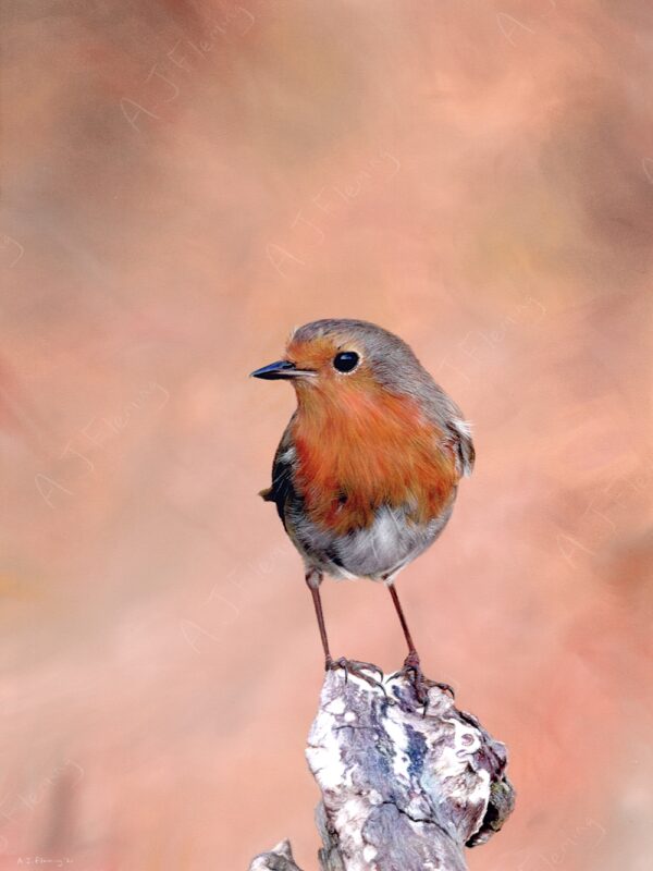 Pastel and colour pencil drawing of a European robin