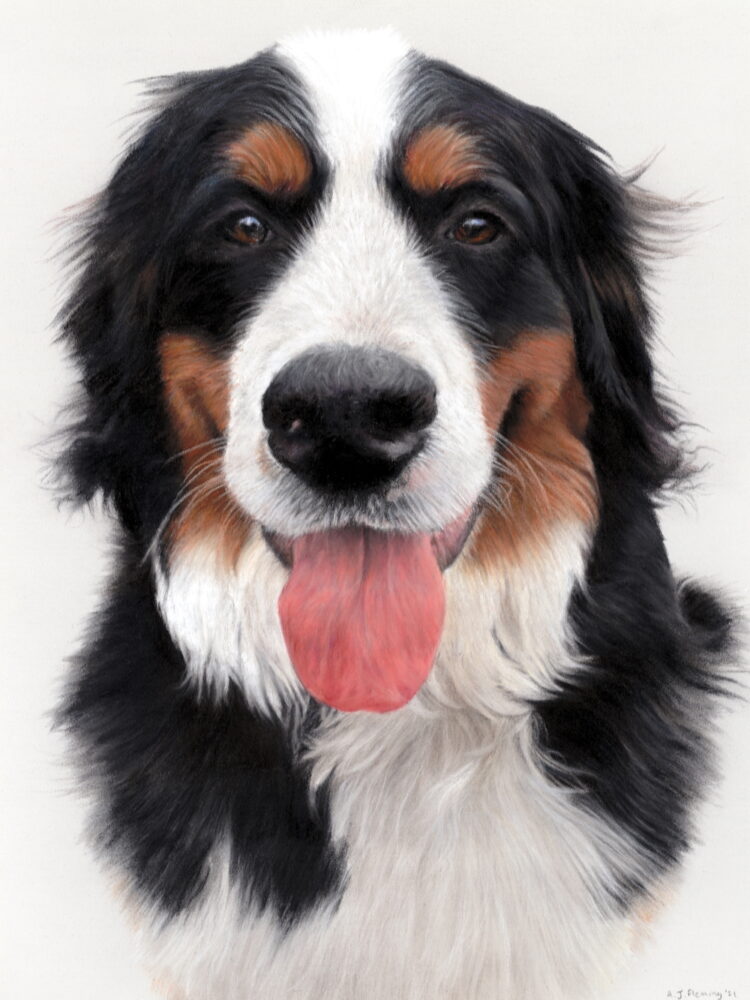 Pastel drawing of Emmy the Bernese Mountain Dog