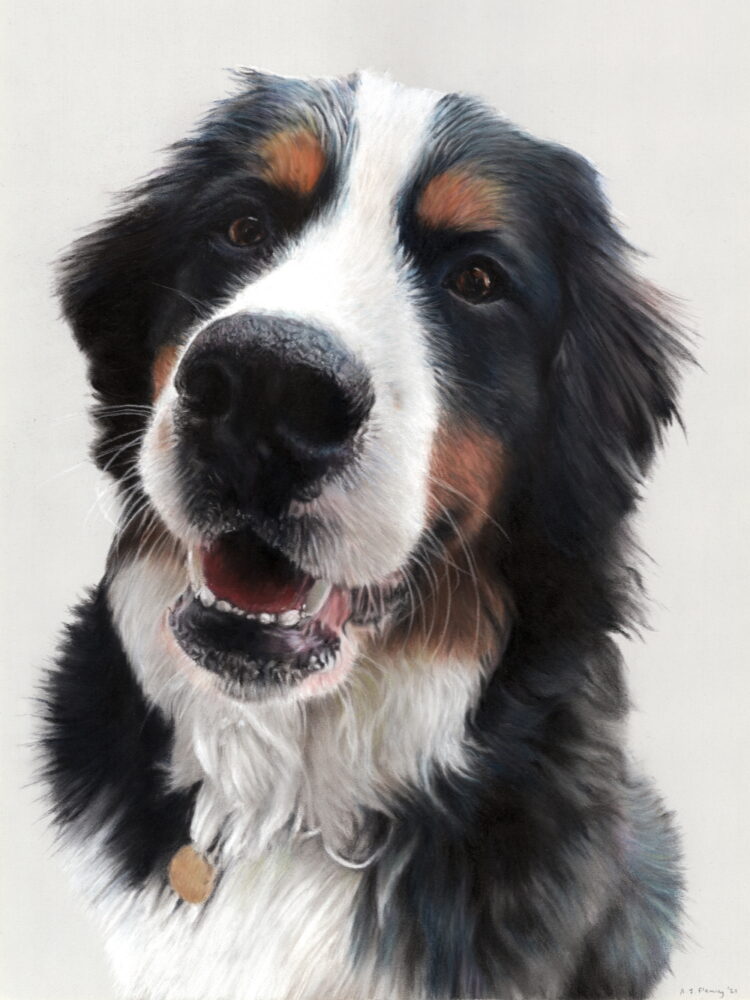 Pastel drawing of Emmy the Bernese Mountain Dog