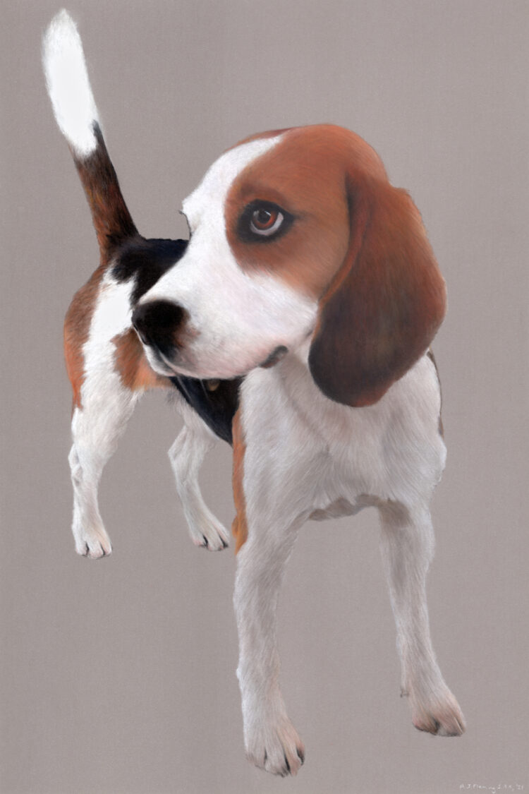 Louie (small)