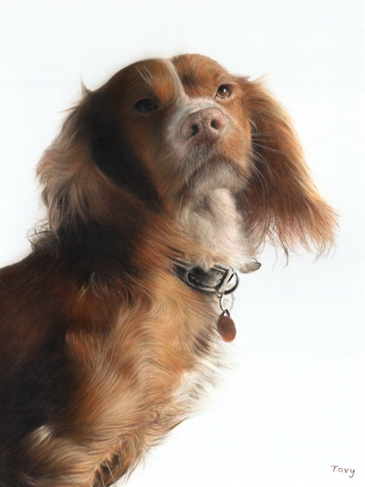 Tavy (small)