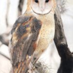 Pastel and colour pencil drawing of a North American Barn Owl