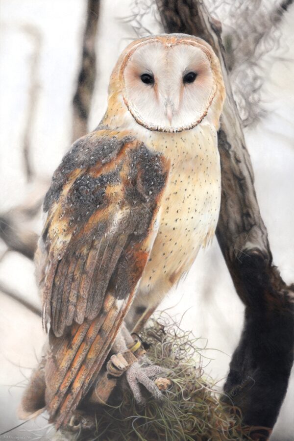 Pastel and colour pencil drawing of a North American Barn Owl