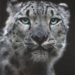 Mixed media drawing of a snow leopard