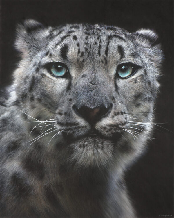 Mixed media drawing of a snow leopard