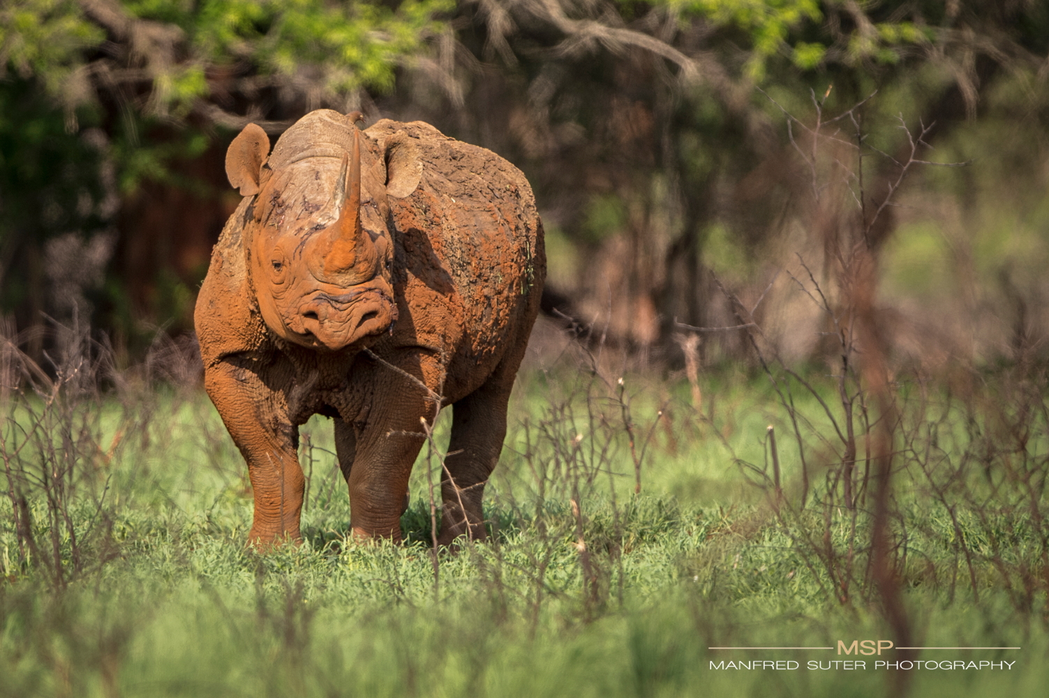 Art for Rhinos