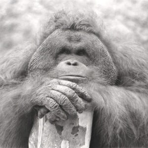 Charcoal drawing of an Orangutan