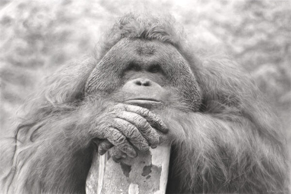 Charcoal drawing of an Orangutan