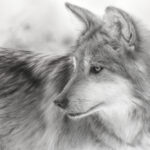 Charcoal drawing of a Mexican Wolf