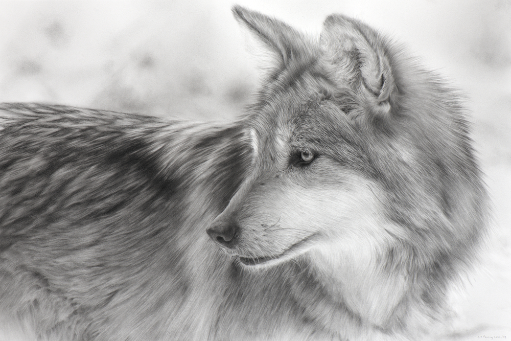 Charcoal drawing of a Mexican Wolf