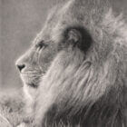 Charcoal drawing of an African lion