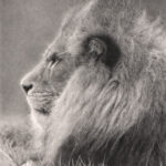 Charcoal drawing of an African lion