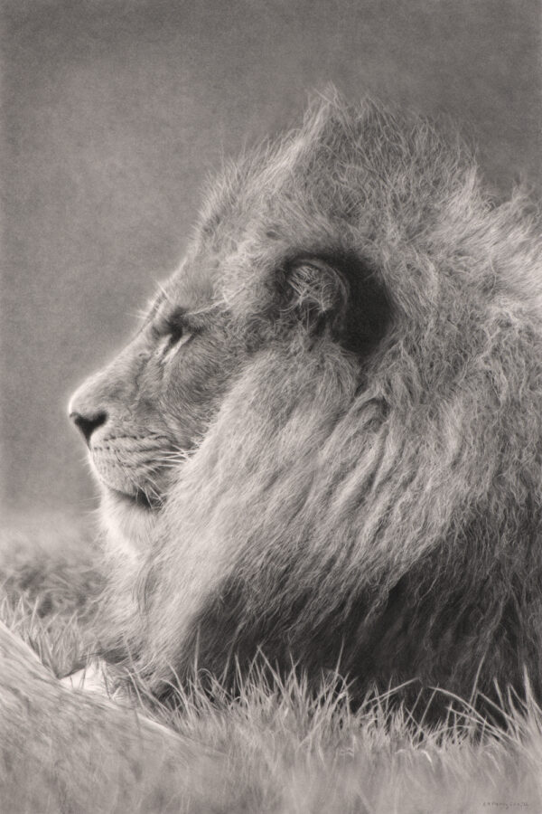 Charcoal drawing of an African lion