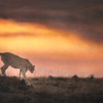 Pastel and colour pencil drawing of a cheetah