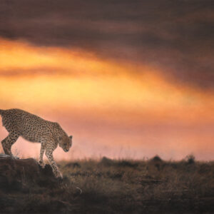 Pastel and colour pencil drawing of a cheetah