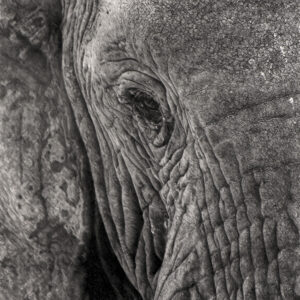 Charcoal drawing of an African elephant