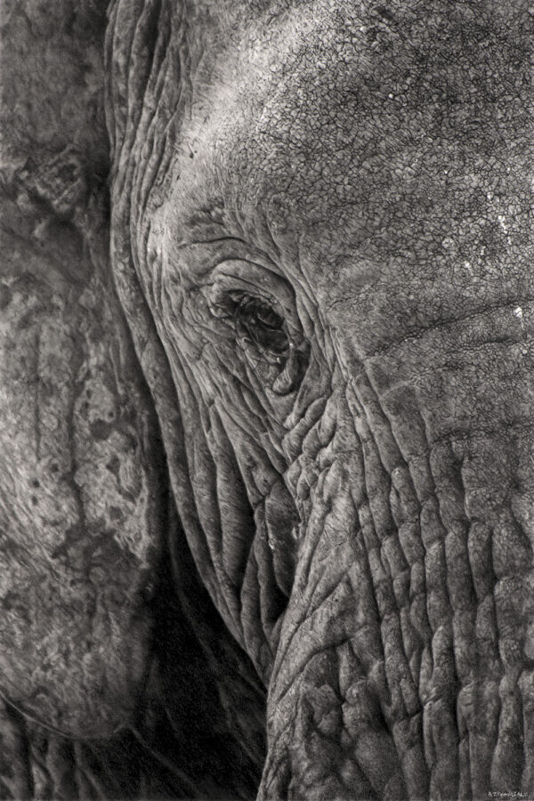 Charcoal drawing of an African elephant