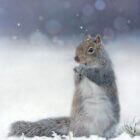 Pastel drawing of a Grey Squirrel
