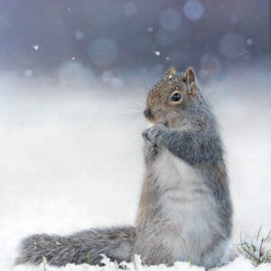 Pastel drawing of a Grey Squirrel