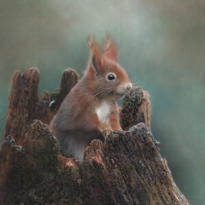 Pastel drawing of a Red Squirrel
