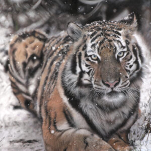 Pastel drawing of a Siberian TIger