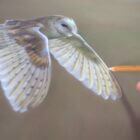 Pastel drawing of a barn owl