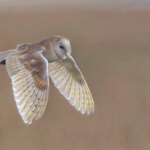 Pastel drawing of a barn owl