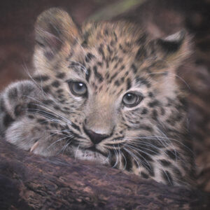 Pastel drawing of an Amur leopard cub