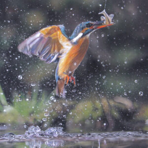 Pastel drawing of a kingfisher catching a minnow from a river