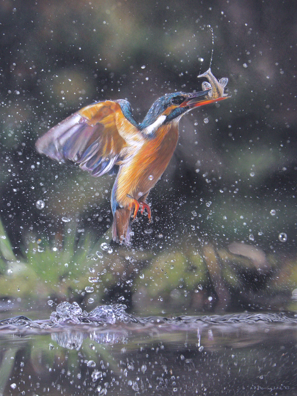 Pastel drawing of a kingfisher catching a minnow from a river