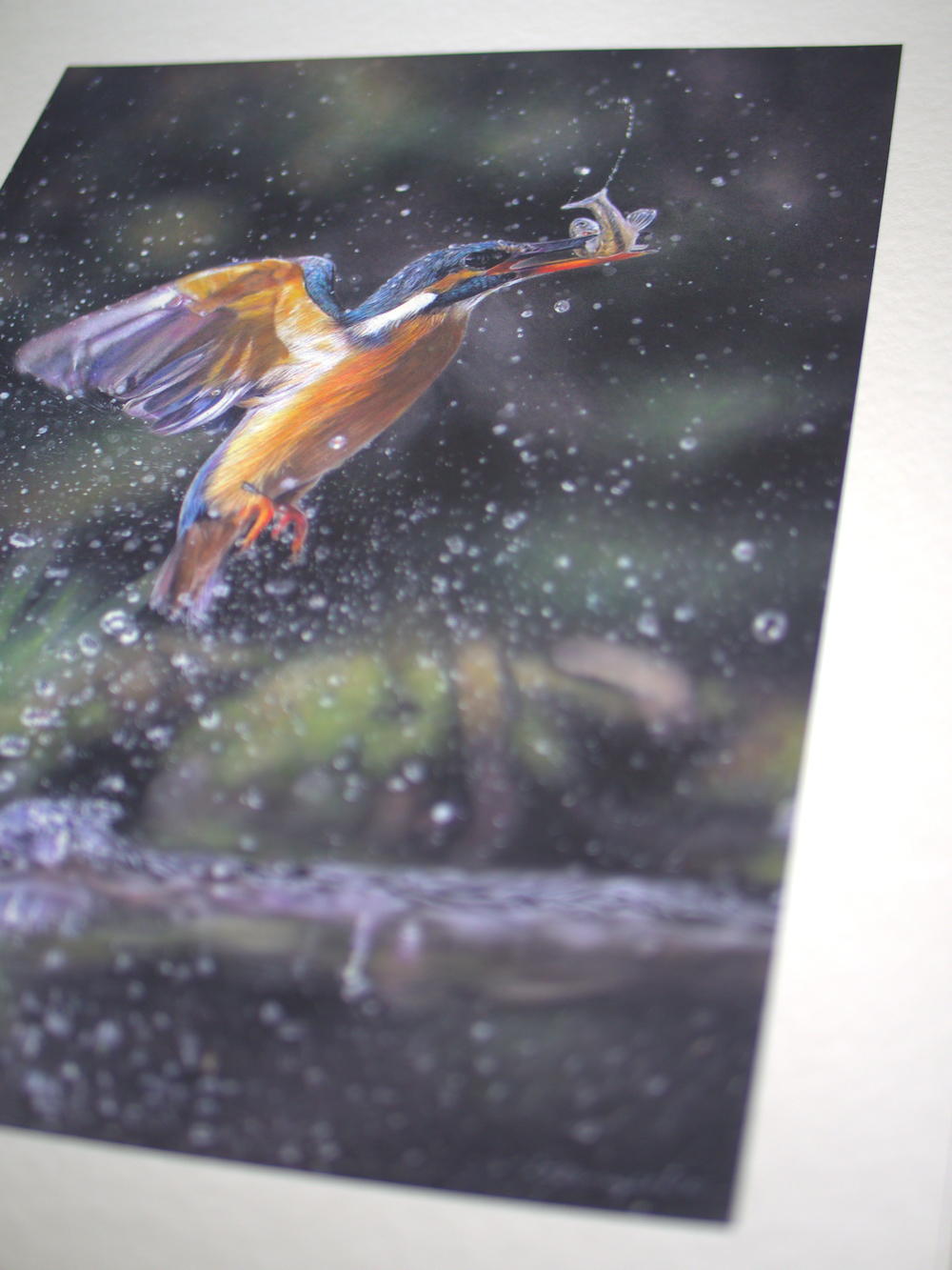 Success print close-up (kingfisher and minnow in a river)