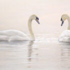 Pastel drawing of a pair of swans on a lake