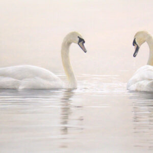Pastel drawing of a pair of swans on a lake