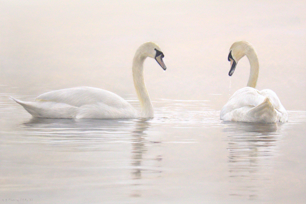 Pastel drawing of a pair of swans on a lake