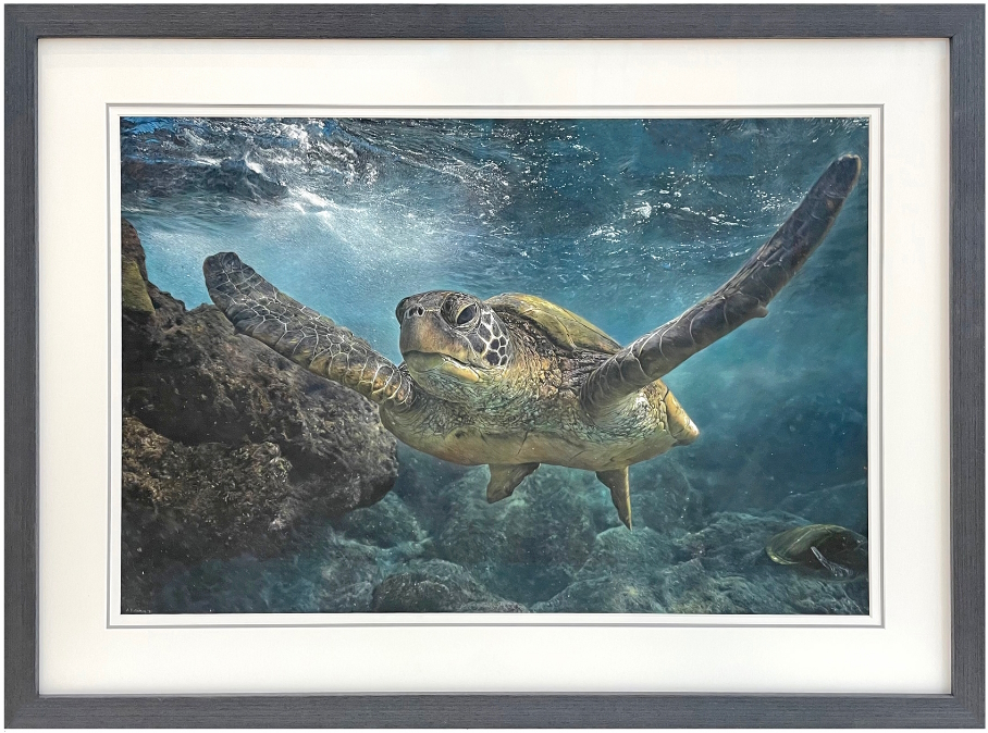 Green Sea Turtle drawing, in conservation framing and photographed by Carnes Fine Art. Of all wildlife art I sell, this one took the longest!