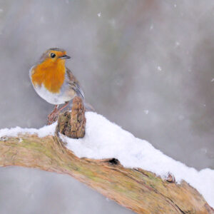 Pastel and colour pencil drawing of a robin redbreast on a branch in the snow