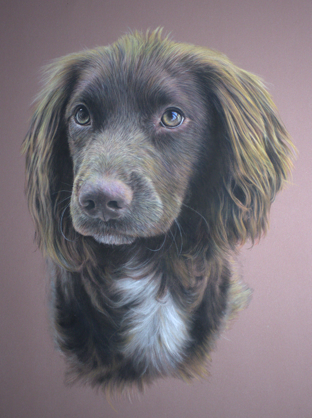 Pastel drawing of a working cocker spaniel
